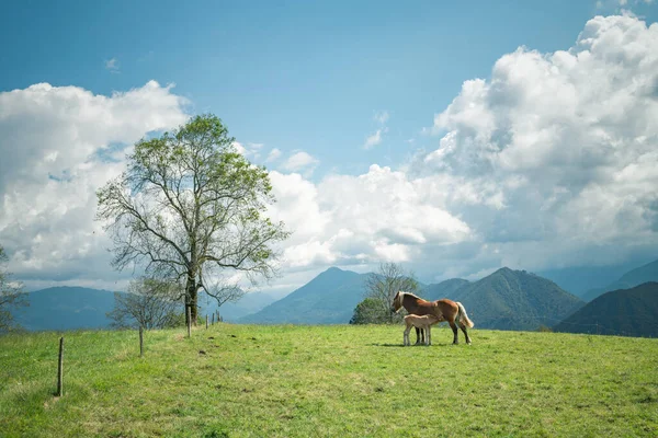 Égua Potro Prado Das Montanhas — Fotografia de Stock