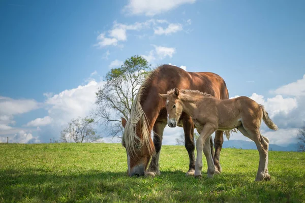 Égua Potro Prado Das Montanhas Dos Pirinéus — Fotografia de Stock