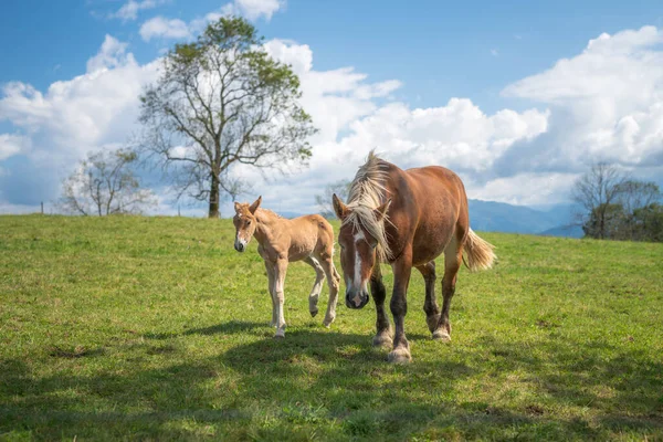 Égua Potro Prado Das Montanhas Dos Pirinéus — Fotografia de Stock