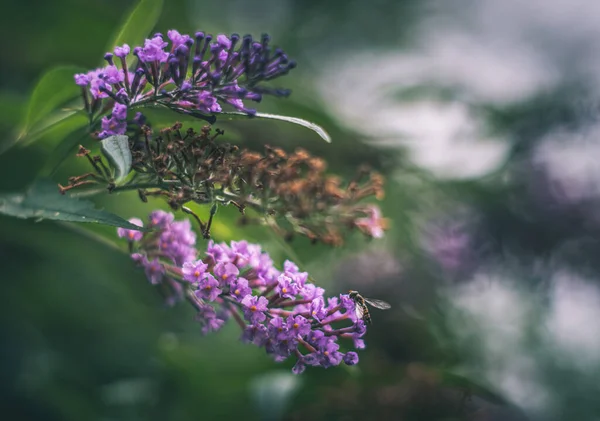 Hoverfly Purple Flower Vintage Lens Rendering — Stock Photo, Image