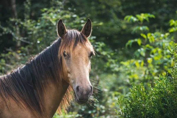 Caballo Pura Sangre Árabe Naturaleza Verde — Foto de Stock