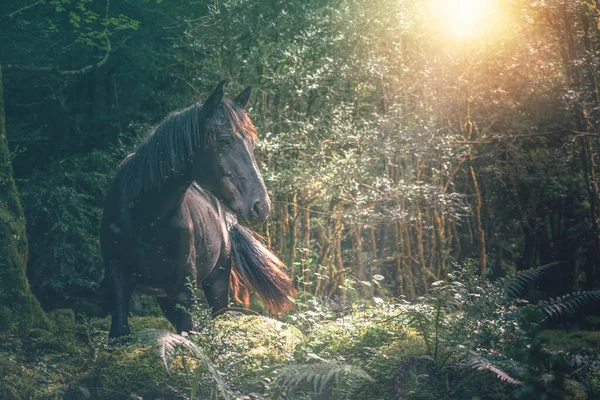 Cavalo Negro Floresta — Fotografia de Stock