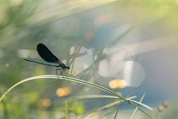 Damselfly Perto Rio Visão Poética — Fotografia de Stock