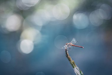 Kırmızı yusufçuk nehir kenarında