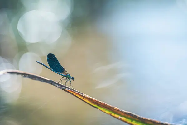 Damselfly Біля Річкового Поетичного Бачення — стокове фото