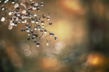 su turuncu arka plan vintage mercek oluşturur