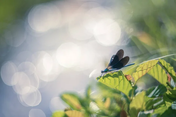 Damselfly Blízkosti Řeky Vinobraní Helios Objektiv Podání — Stock fotografie