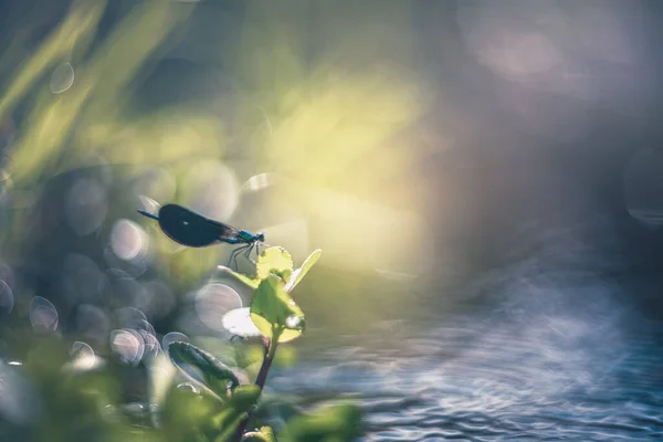 Damselfly Près Rivière Vintage Helios Rendu Des Lentilles — Photo