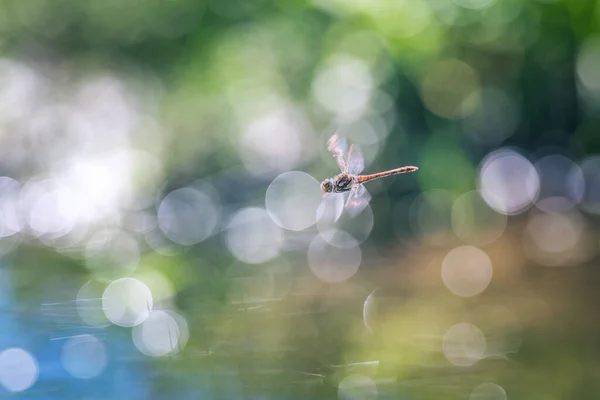 Libélula Voo Foco Suave Com Fundo Bokeh — Fotografia de Stock