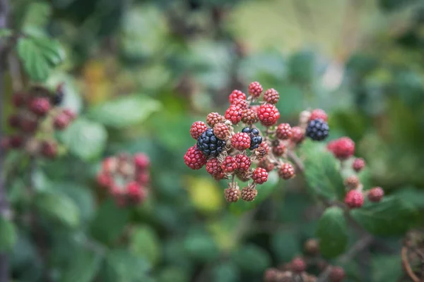 Blackberries Bramble Bush — Stock Photo, Image