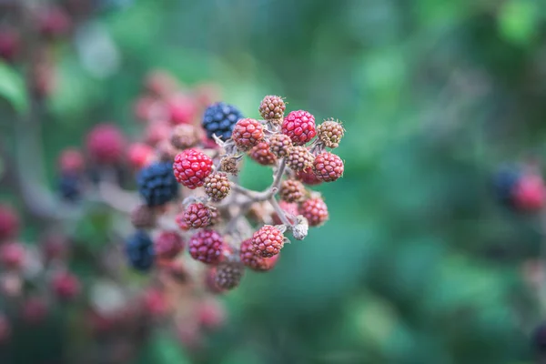 Moras Arbusto Zarza — Foto de Stock