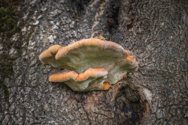 Ağaçtaki çoklu gözenekli mantar.