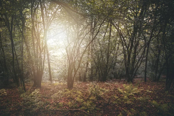 Natuurbos Herfst — Stockfoto