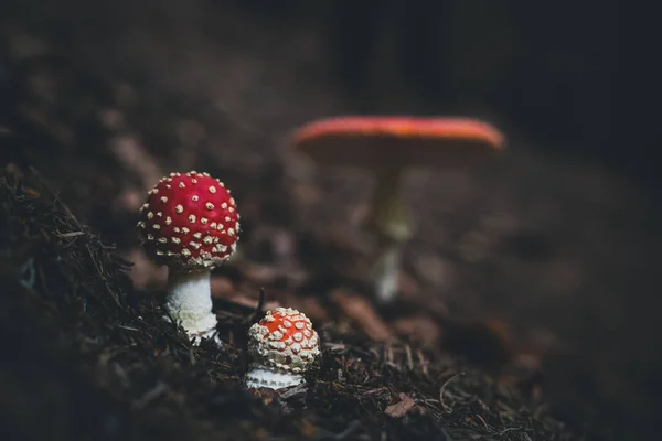 Mouche Champignon Agarique Dans Les Forêts Automne — Photo