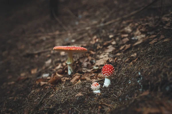 Mouche Champignon Agarique Dans Les Forêts Automne — Photo