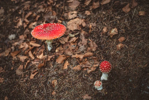 Mouche Champignon Agarique Dans Les Forêts Automne — Photo