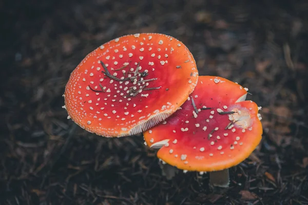 Mouche Champignon Agarique Dans Les Forêts Automne — Photo