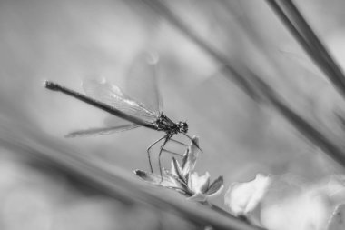 Siyah ve beyaz genç kız sineği vintage mercek oluşturma