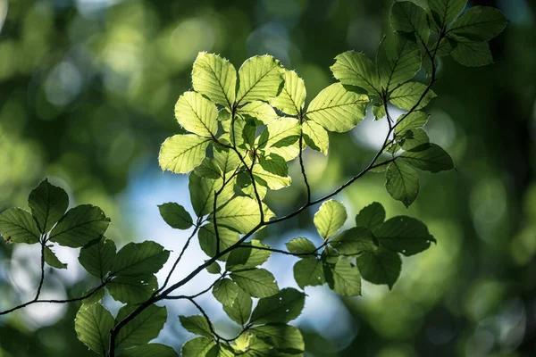 Lumière Traversant Les Feuilles — Photo