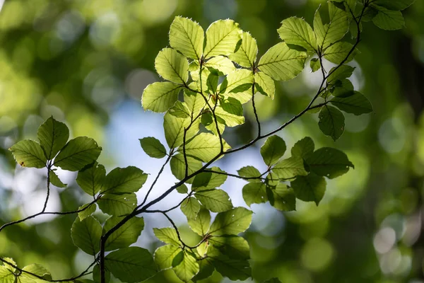 Lumière Traversant Les Feuilles — Photo