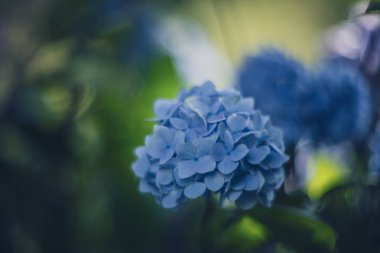 Ortanca yumuşak odaklı vintage lens oluşturma