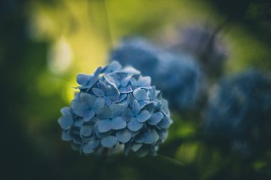 Ortanca yumuşak odaklı vintage lens oluşturma