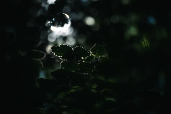 Lumière Traversant Les Feuilles — Photo