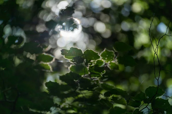 Lumière Traversant Les Feuilles — Photo