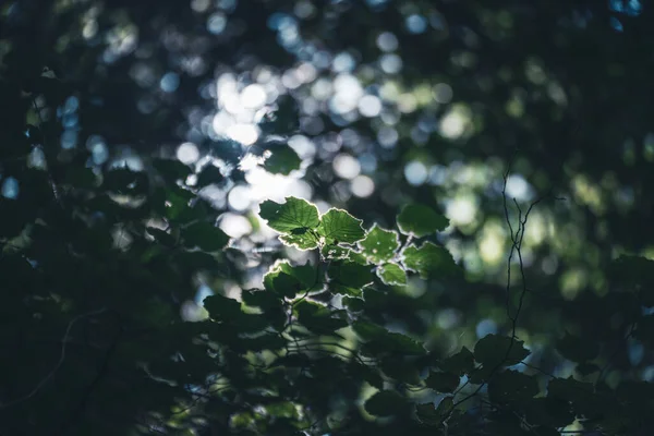 Lumière Traversant Les Feuilles — Photo