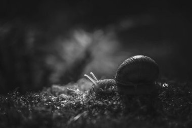 Ormanda yosunlu büyük burunlu salyangoz