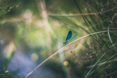 Klasik Helios lensleri üzerinde küçük hanım sineği resmi