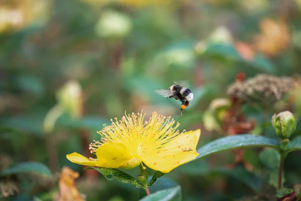 Hovering Bee Yellow John Wort Flower — Stock Photo, Image