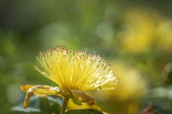 John Wort Hypericum Perforatum Yellow Bushy Flower — Stock Photo, Image