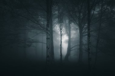 Geceleyin gizemli ve korkutucu orman