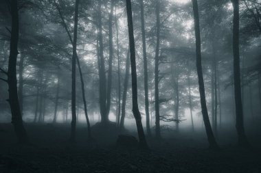 Ormanda sisli bir sabah