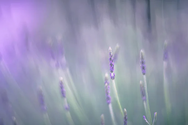 Lavender Flowers Wind — Stock Photo, Image
