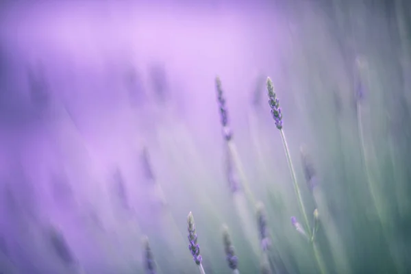Lavender Flowers Wind — Stock Photo, Image