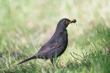 Yerde yaygın karatavuk (turdus merula)