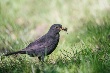 Yerde yaygın karatavuk (turdus merula)