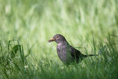 Yerde yaygın karatavuk (turdus merula)