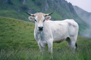 Pireneler 'in dağ otlağında beyaz buzağı