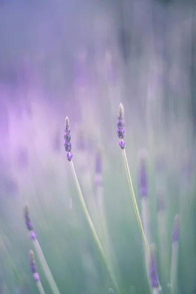 Lavender Flowers Wind — Stock Photo, Image