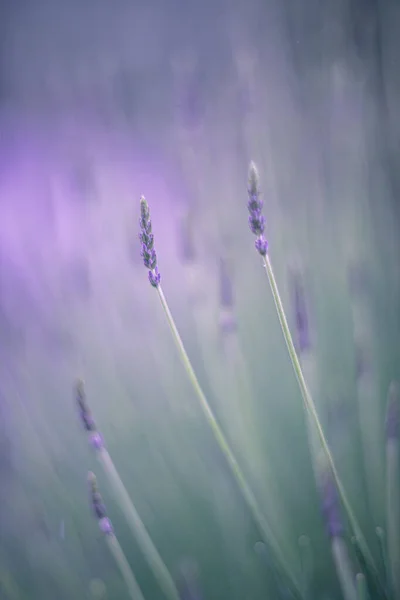 Lavender Flowers Wind — Stock Photo, Image