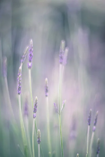 Lavender Flowers Wind — Stock Photo, Image