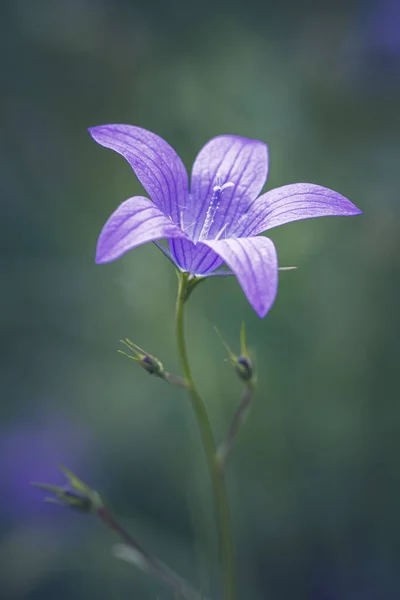 Wild Flower Meadow Campanula Patula — Stock Photo, Image