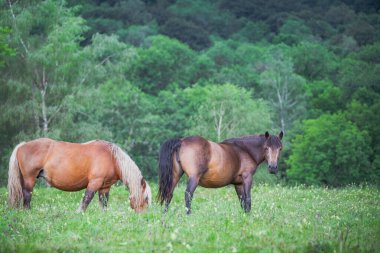 Yeşil çayırdaki atlar