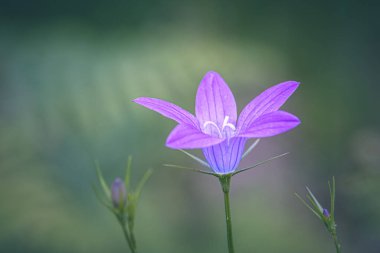 Çayırdaki yabani çiçek Campanula patula