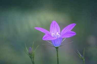Çayırdaki yabani çiçek Campanula patula