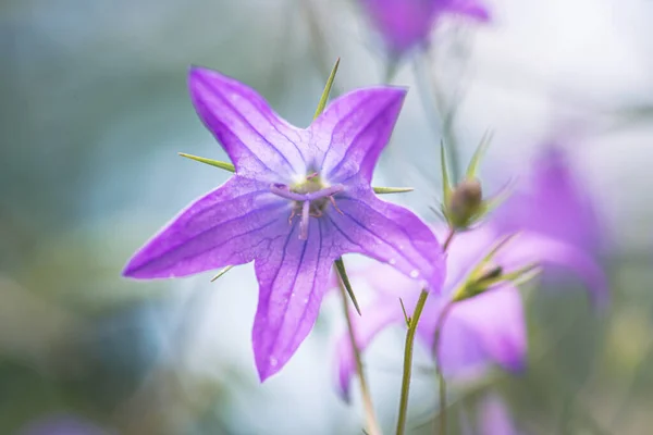 Wild Flower Meadow Campanula Patula — Stock Photo, Image