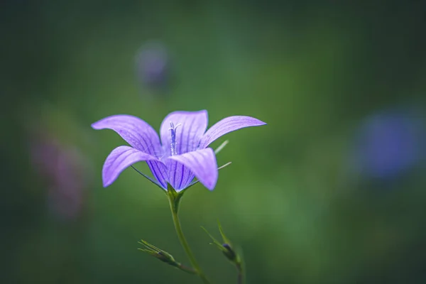 Wild Flower Meadow Campanula Patula — Stock Photo, Image